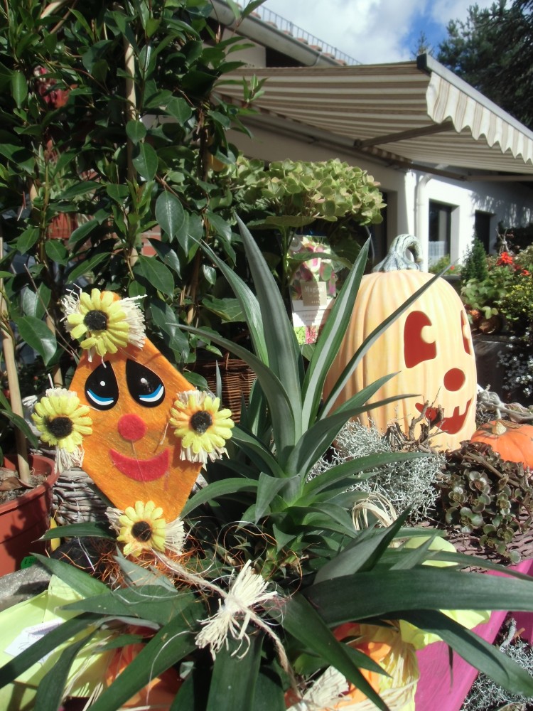 Herbstzeit ist Kürbiszeit - im Blumenladen Jessen